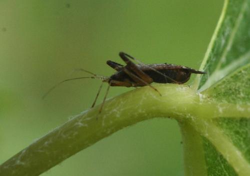 Phytocoris sp.